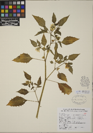  (Physalis philadelphica var. immaculata - CCDB-24913-A11)  @11 [ ] CreativeCommons - Attribution (2014) Linda Jennings University of British Columbia