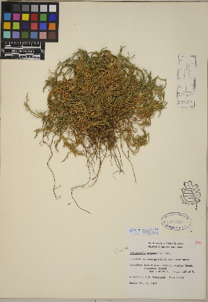  (Selaginella oregana - CCDB-24913-B10)  @11 [ ] CreativeCommons - Attribution (2014) Linda Jennings University of British Columbia
