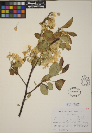  (Malus prunifolia - CCDB-24913-G05)  @11 [ ] CreativeCommons - Attribution (2014) Linda Jennings University of British Columbia