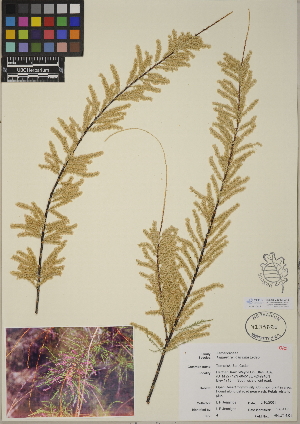 (Tamarix ramosissima - CCDB-24913-G12)  @11 [ ] CreativeCommons - Attribution (2014) Linda Jennings University of British Columbia