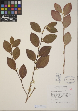  (Cotoneaster lacteus - CCDB-24915-A04)  @11 [ ] CreativeCommons - Attribution (2014) Linda Jennings University of British Columbia