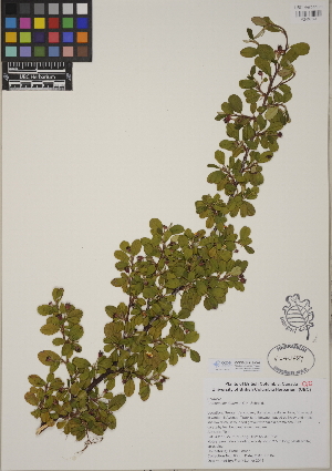  (Cotoneaster dammeri - CCDB-24915-C07)  @11 [ ] CreativeCommons - Attribution (2014) Linda Jennings University of British Columbia