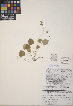  (Viola sempervirens - CCDB-24915-E01)  @11 [ ] CreativeCommons - Attribution (2014) Linda Jennings University of British Columbia