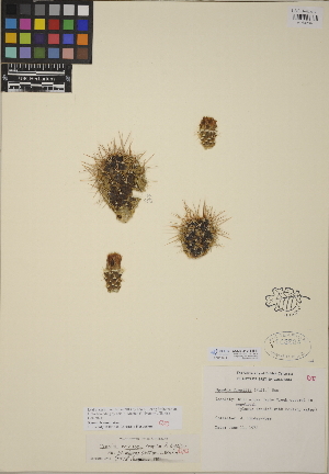  (Opuntia erinacea - CCDB-24916-B11)  @11 [ ] CreativeCommons - Attribution (2014) Linda Jennings University of British Columbia