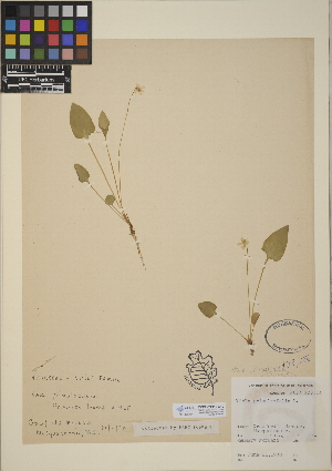  (Viola primulifolia - CCDB-24916-C12)  @11 [ ] CreativeCommons - Attribution (2014) Linda Jennings University of British Columbia