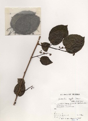  ( - PDBK1999-0677)  @11 [ ] Copyright (1999) Ki Joong Kim Korea University Herbarium (KUS)