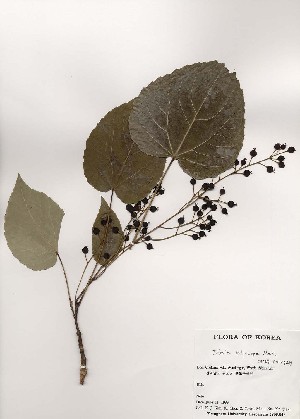  ( - PDBK1999-0737)  @11 [ ] Copyright (1999) Ki Joong Kim Korea University Herbarium (KUS)