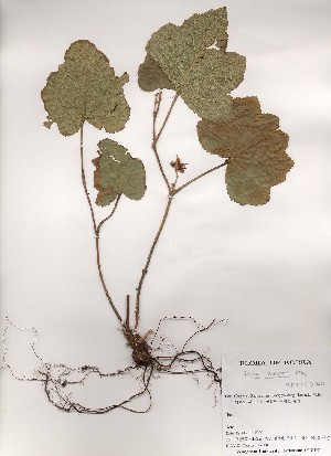  ( - PDBK2000-0037)  @11 [ ] Copyright (2000) Ki Joong Kim Korea University Herbarium (KUS)