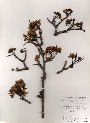  ( - PDBK2000-0155)  @11 [ ] Copyright (2000) Ki Joong Kim Korea University Herbarium (KUS)