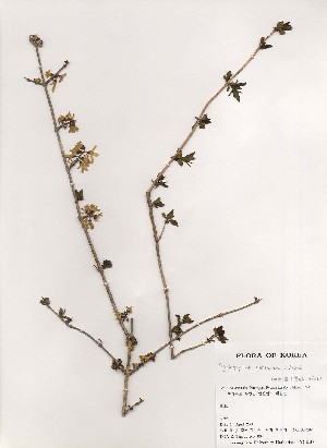  ( - PDBK2000-0292)  @11 [ ] Copyright (2000) Ki Joong Kim Korea University Herbarium (KUS)
