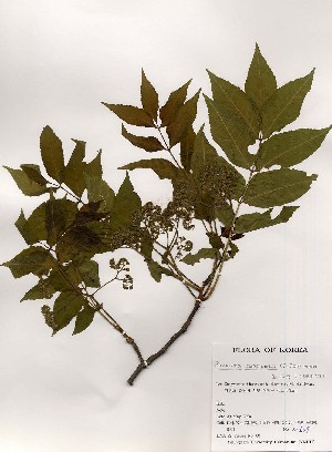  ( - PDBK2000-0569)  @11 [ ] Copyright (2000) Ki Joong Kim Korea University Herbarium (KUS)