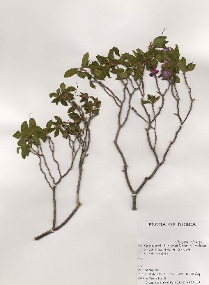  ( - PDBK2000-0821)  @11 [ ] Copyright (2000) Ki Joong Kim Korea University Herbarium (KUS)