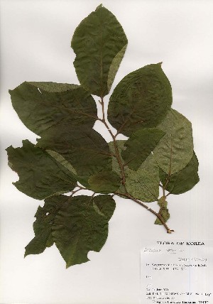  ( - PDBK2000-1099)  @11 [ ] Copyright (2000) Ki Joong Kim Korea University Herbarium (KUS)