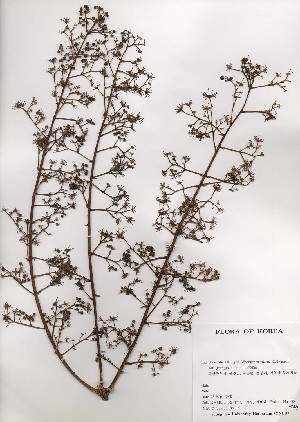  ( - PDBK2000-1477)  @11 [ ] Copyright (2000) Ki Joong Kim Korea University Herbarium (KUS)