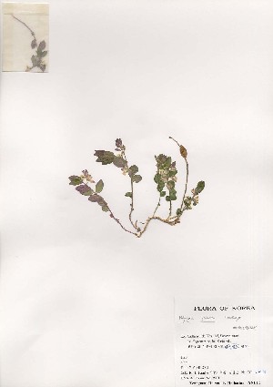  ( - PDBK2001-0343)  @11 [ ] Copyright (2001) Ki Joong Kim Korea University Herbarium (KUS)