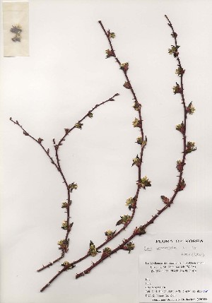  ( - PDBK2001-0381)  @11 [ ] Copyright (2001) Ki Joong Kim Korea University Herbarium (KUS)