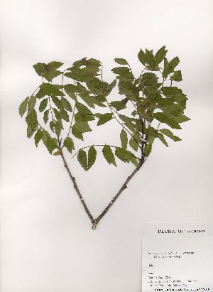  ( - PDBK2001-0701)  @11 [ ] Copyright (2001) Ki Joong Kim Korea University Herbarium (KUS)