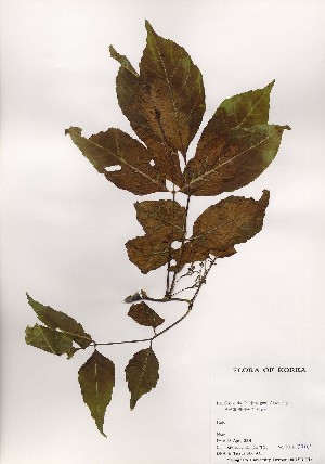  ( - PDBK2001-0710)  @11 [ ] Copyright (2001) Ki Joong Kim Korea University Herbarium (KUS)
