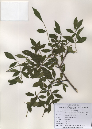  ( - PDBK2001-1712)  @11 [ ] Copyright (2001) Ki Joong Kim Korea University Herbarium (KUS)