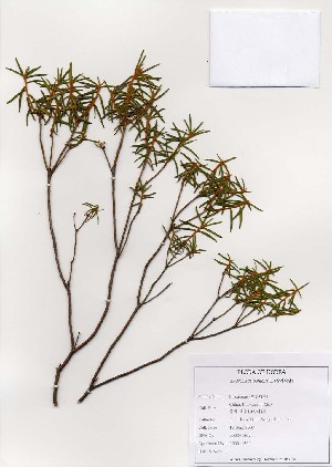  ( - PDBK2003-1502)  @11 [ ] Copyright (2003) Ki Joong Kim Korea University Herbarium (KUS)