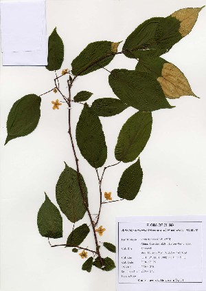  ( - PDBK2004-1275)  @11 [ ] Copyright (2004) Ki Joong Kim Korea University Herbarium (KUS)
