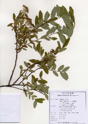  (Spiraea media - PDBK2004-1321)  @11 [ ] Copyright (2004) Ki Joong Kim Korea University Herbarium (KUS)