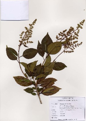  ( - PDBK2005-0458)  @11 [ ] Copyright (2005) Ki Joong Kim Korea University Herbarium (KUS)