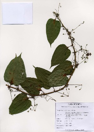  (Smilax sieboldii - PDBK2005-0607)  @11 [ ] Copyright (2005) Ki Joong Kim Korea University Herbarium (KUS)
