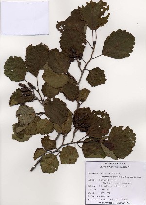  ( - PDBK2005-0846)  @11 [ ] Copyright (2005) Ki Joong Kim Korea University Herbarium (KUS)