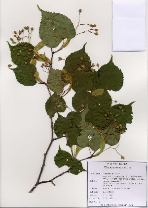  (Tilia amurensis - PDBK2005-1007)  @11 [ ] Copyright (2005) Ki Joong Kim Korea University Herbarium (KUS)