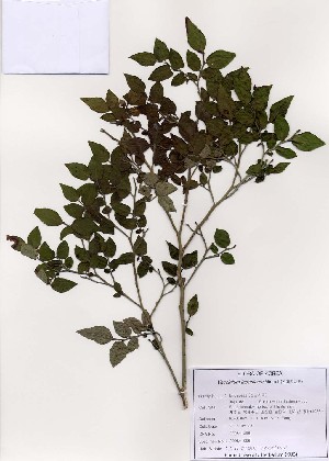  (Vaccinium japonicum - PDBK2005-1096)  @11 [ ] Copyright (2005) Ki Joong Kim Korea University Herbarium (KUS)