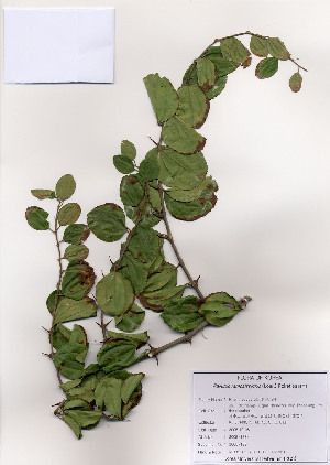  ( - PDBK2005-1384)  @11 [ ] Copyright (2005) Ki Joong Kim Korea University Herbarium (KUS)