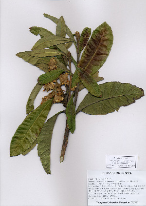  ( - PDBK2006-0009)  @11 [ ] Copyright (2006) Ki Joong Kim Korea University Herbarium (KUS)