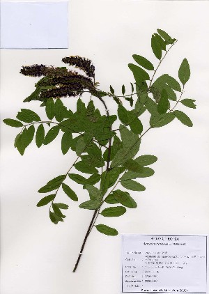  ( - PDBK2006-0660)  @11 [ ] Copyright (2006) Ki Joong Kim Korea University Herbarium (KUS)