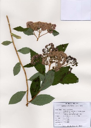  (Spiraea miyabei - PDBK2006-0688)  @11 [ ] Copyright (2006) Ki Joong Kim Korea University Herbarium (KUS)