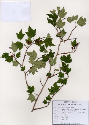  ( - PDBK2006-1484)  @11 [ ] Copyright (2006) Ki Joong Kim Korea University Herbarium (KUS)