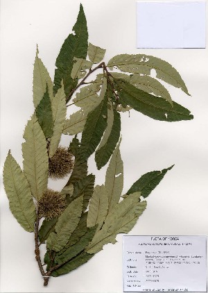  ( - PDBK2006-1628)  @11 [ ] Copyright (2006) Ki Joong Kim Korea University Herbarium (KUS)