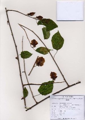  ( - PDBK2006-2272)  @11 [ ] Copyright (2006) Ki Joong Kim Korea University Herbarium (KUS)