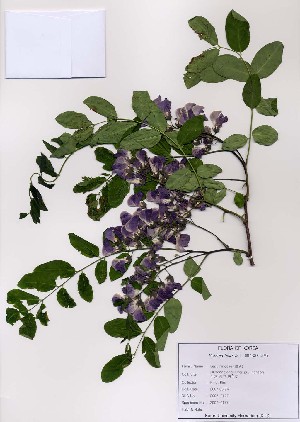  (Robinia hispida - PDBK2007-0177)  @11 [ ] Copyright (2007) Ki Joong Kim Korea University Herbarium (KUS)