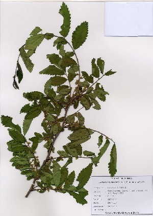  (Ulmaceae - PDBK2007-0254)  @11 [ ] Copyright (2007) Ki Joong Kim Korea University Herbarium (KUS)
