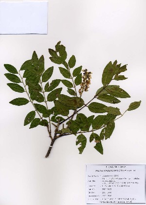  (Maackia floribunda - PDBK2007-0502)  @11 [ ] Copyright (2007) Ki Joong Kim Korea University Herbarium (KUS)