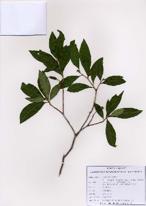  ( - PDBK2007-0578)  @11 [ ] Copyright (2007) Ki Joong Kim Korea University Herbarium (KUS)