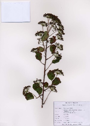  (Spiraea blumei - PDBK2007-0618)  @11 [ ] Copyright (2007) Ki Joong Kim Korea University Herbarium (KUS)