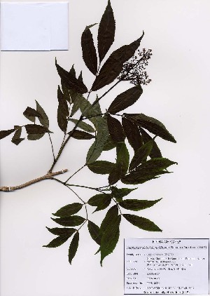  ( - PDBK2008-0031)  @11 [ ] Copyright (2008) Ki Joong Kim Korea University Herbarium (KUS)