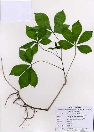  ( - PDBK2008-0209)  @11 [ ] Copyright (2008) Ki Joong Kim Korea University Herbarium (KUS)