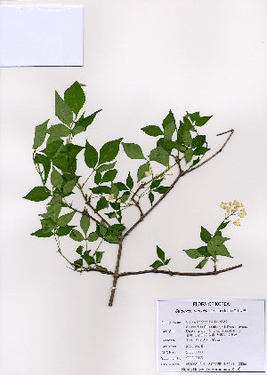  ( - PDBK2008-0366)  @11 [ ] Copyright (2008) Ki Joong Kim Korea University Herbarium (KUS)