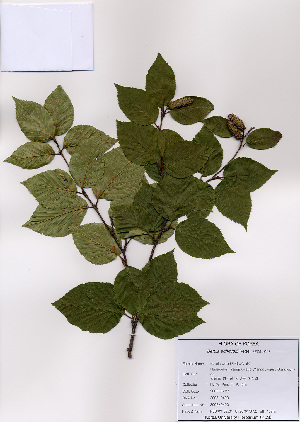  (Betula schmidtii - PDBK2008-0400)  @11 [ ] Copyright (2008) Ki Joong Kim Korea University Herbarium (KUS)