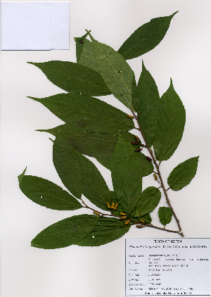  (Rhamnella franguloides - PDBK2008-0439)  @11 [ ] Copyright (2008) Ki Joong Kim Korea University Herbarium (KUS)