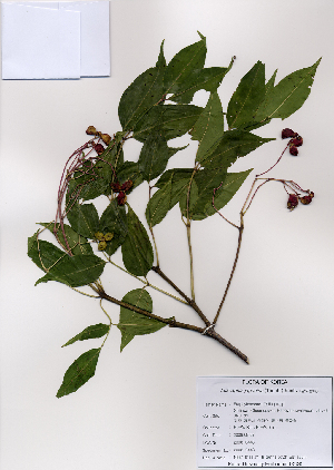  ( - PDBK2008-0448)  @11 [ ] Copyright (2008) Ki Joong Kim Korea University Herbarium (KUS)