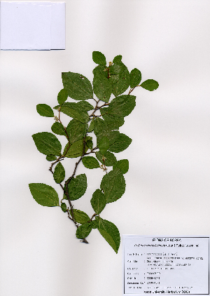  (Paliurus ramosissimus - PDBK2008-0571)  @11 [ ] Copyright (2008) Ki Joong Kim Korea University Herbarium (KUS)